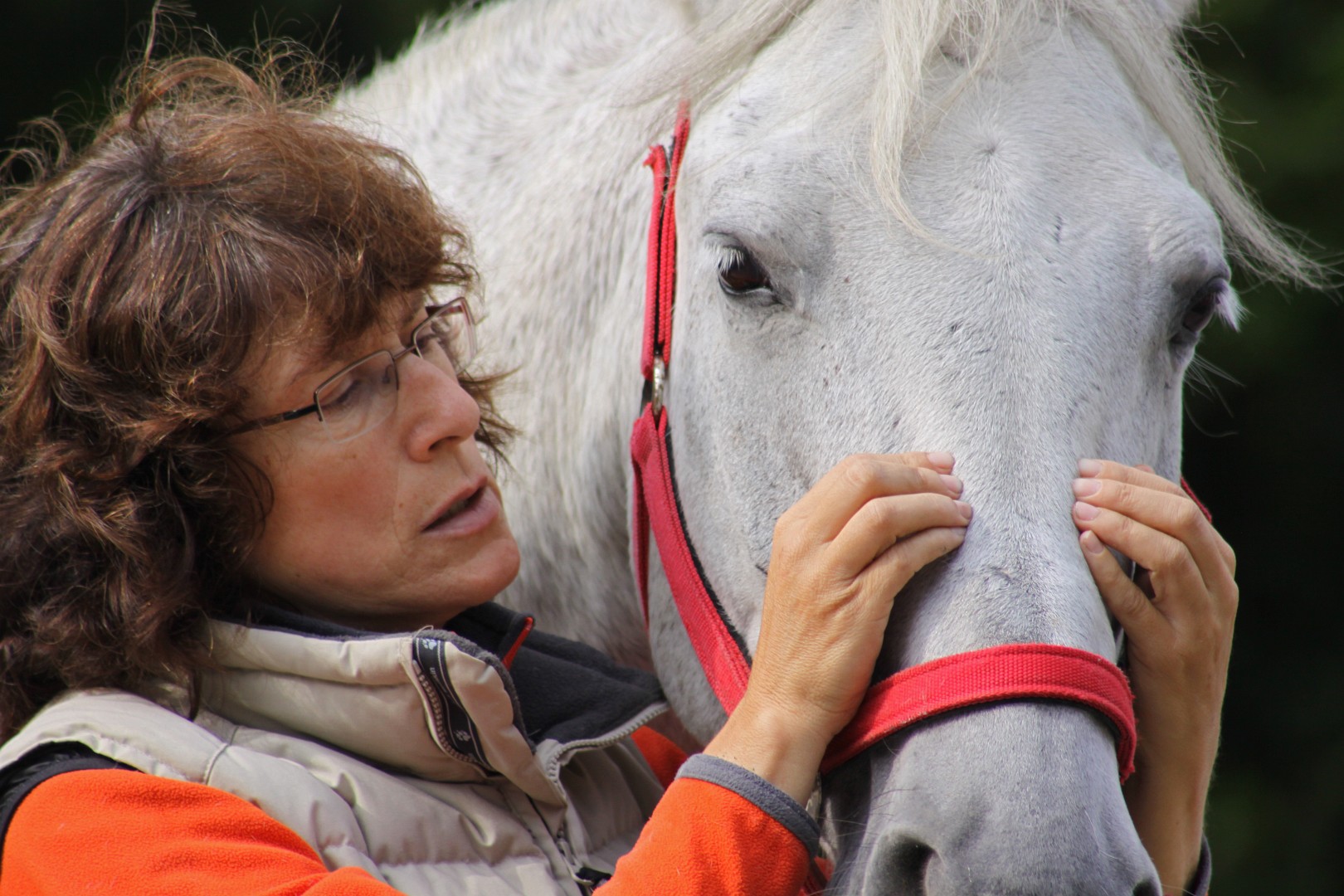 Behandlung eines Pferdes