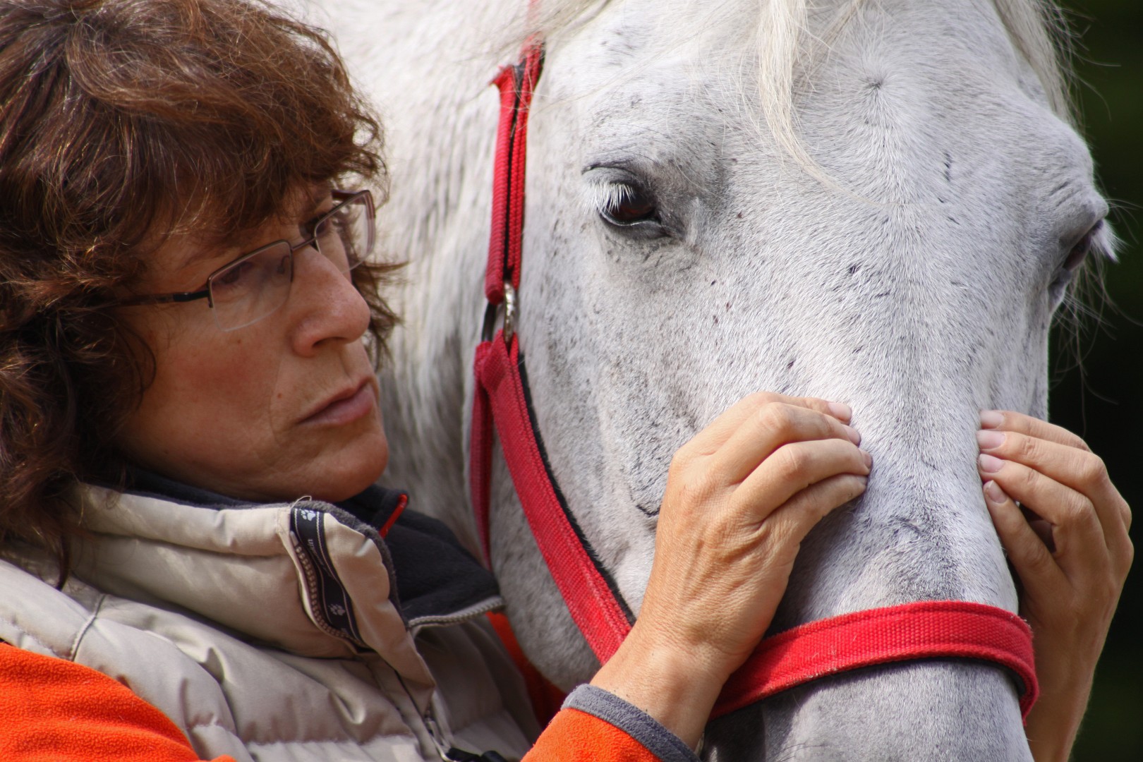 Behandlung eines Pferdes