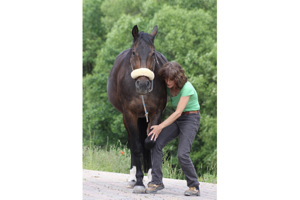 Behandlung eines Pferdes