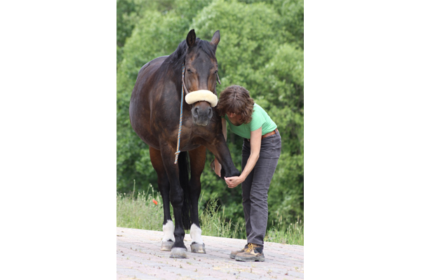 Behandlung eines Pferdes