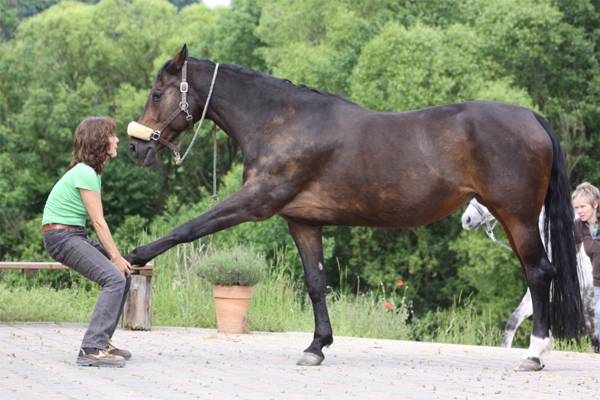 Behandlung eines Pferdes