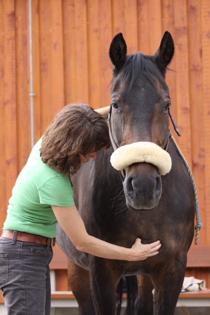 Behandlung eines Pferdes