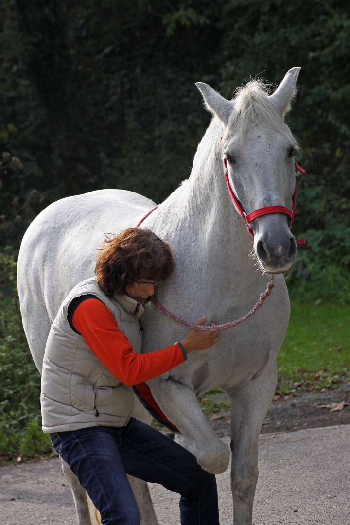 Behandlung eines Pferdes